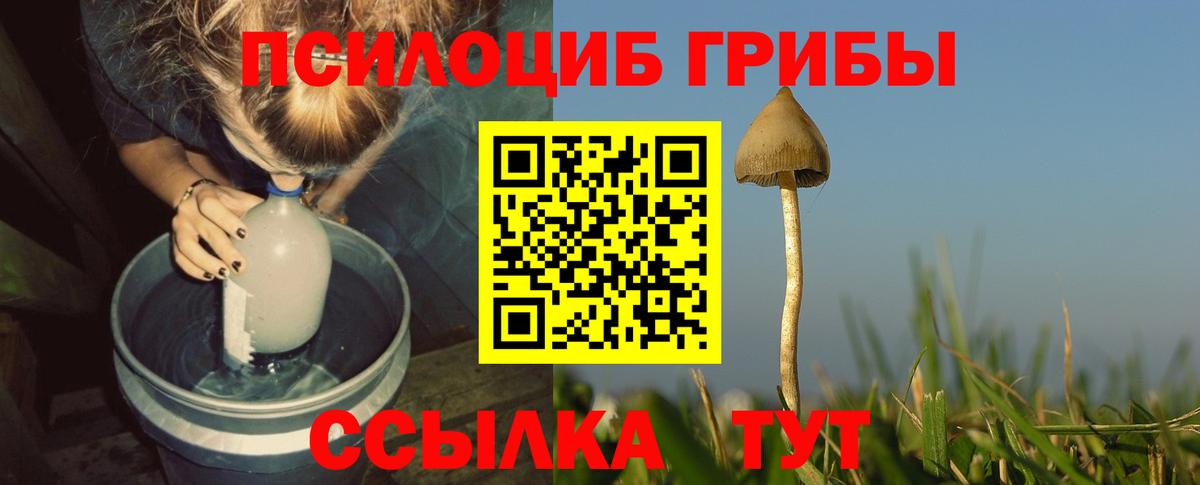 Ленинск-Кузнецкий  Псилоцибиновые грибы Cubensis  Вход с VPN 
